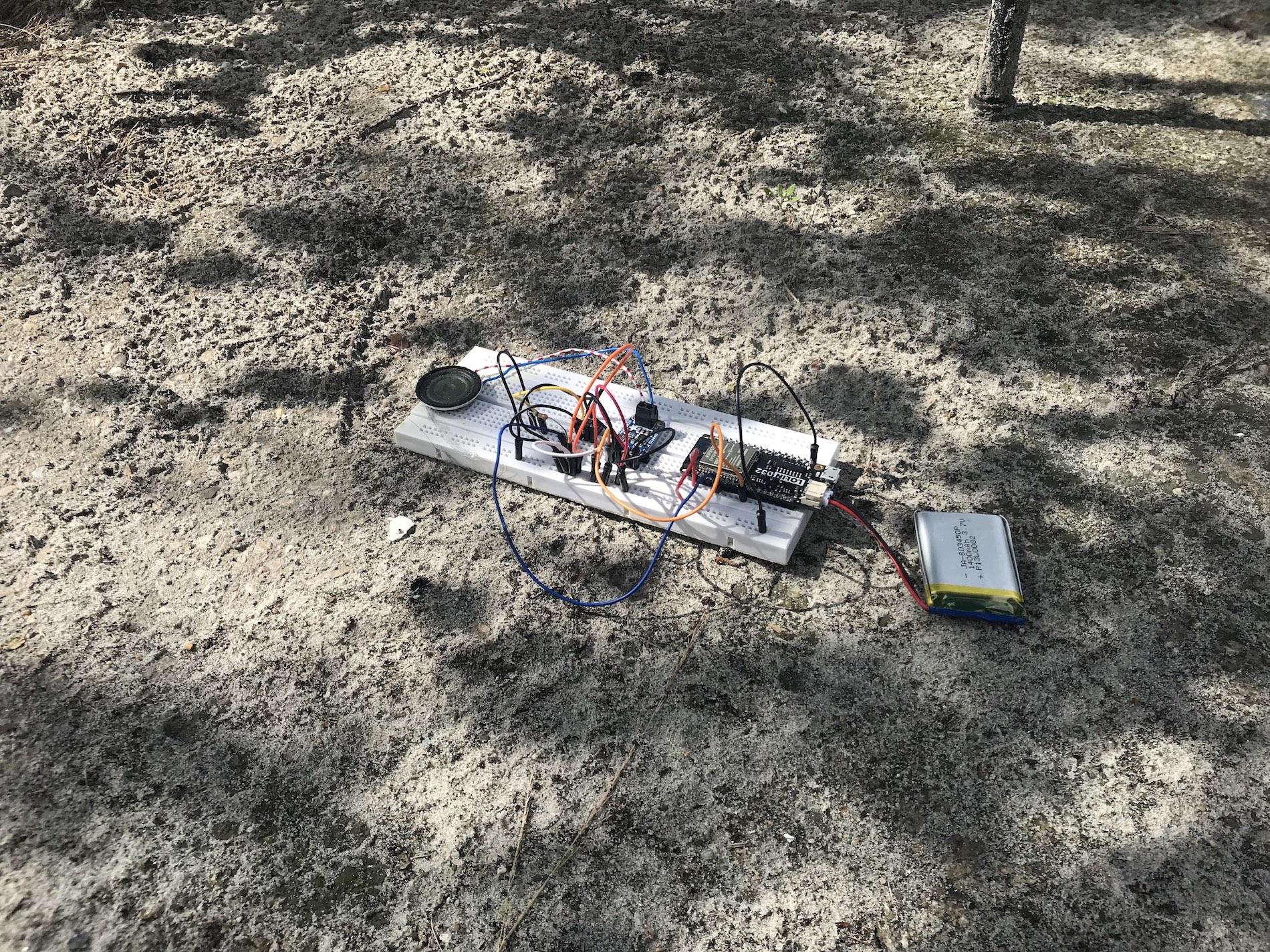 Komorebi Larva Kit for Into The Great Wide Open